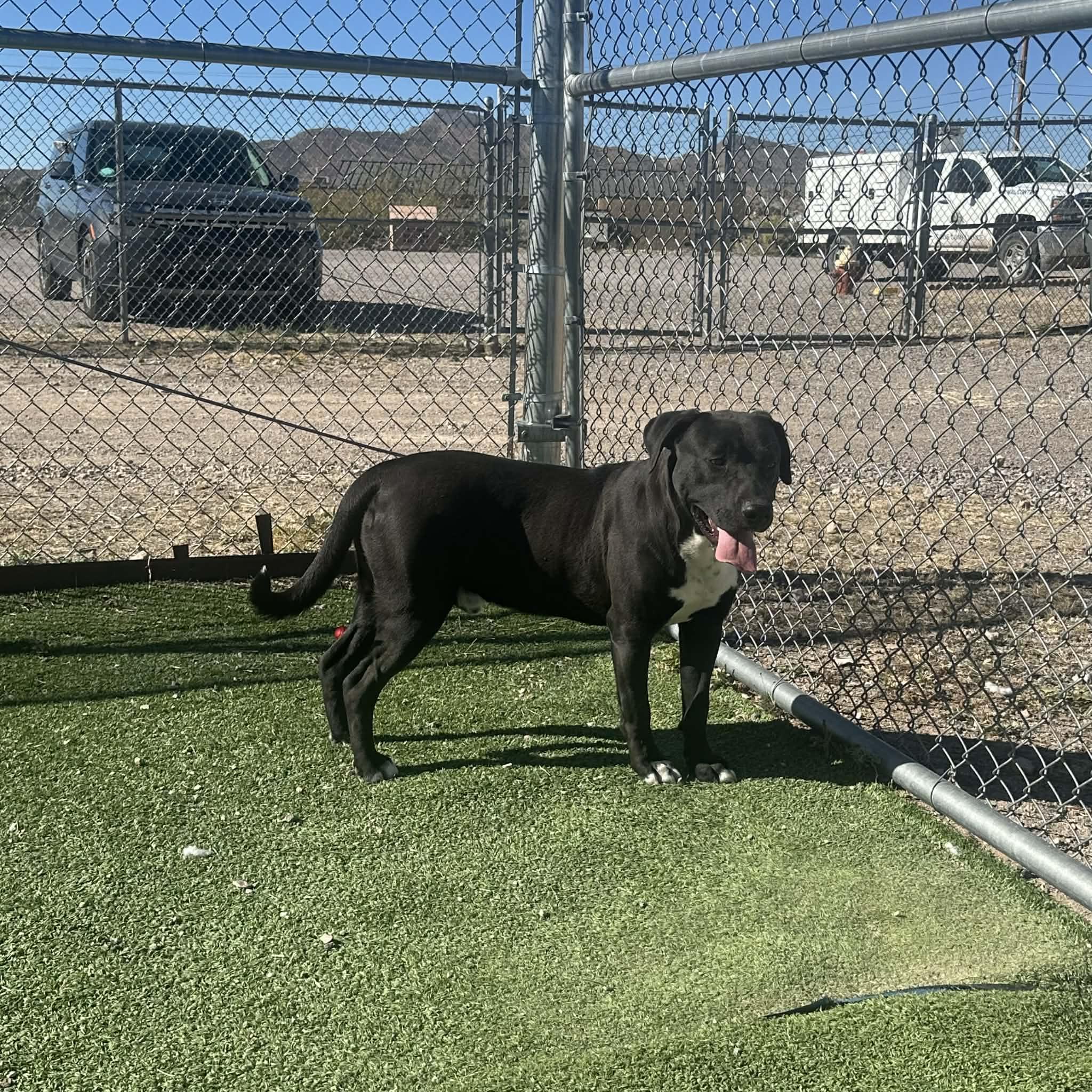 Flounder, a ADOPTABLE American Staffordshire Terrier in Truth or Consequences , NM image 1/6
