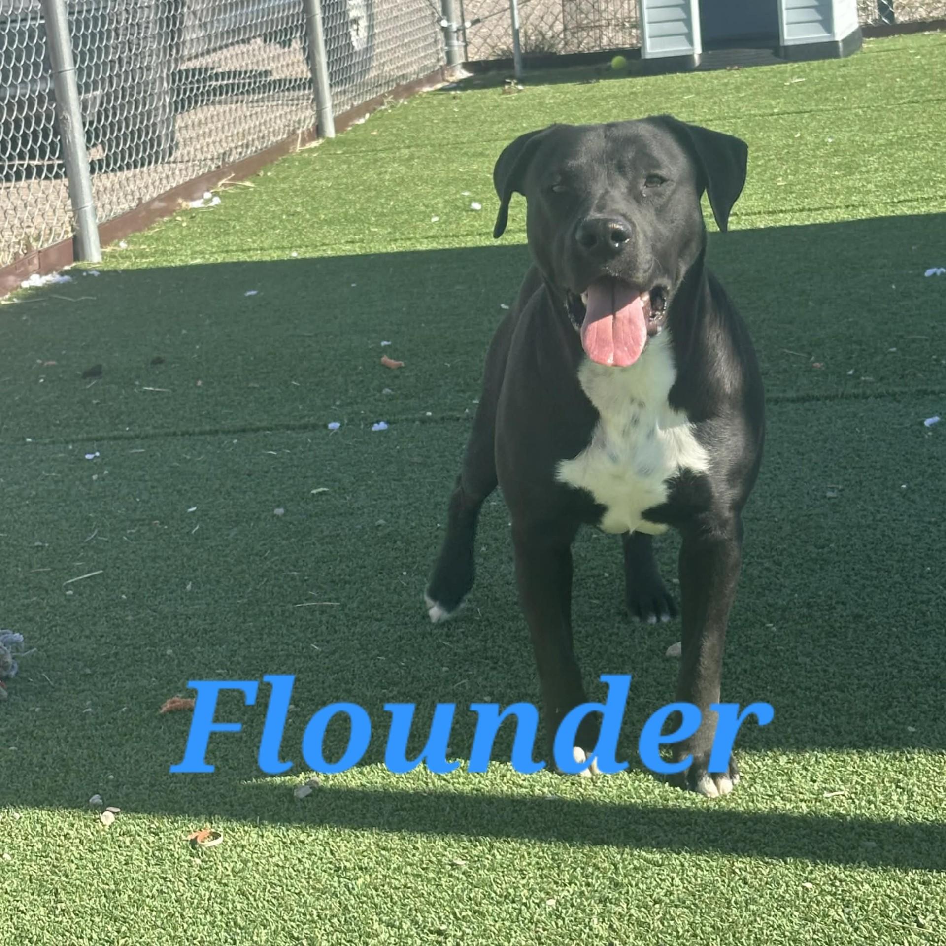 Flounder, a ADOPTABLE American Staffordshire Terrier in Truth or Consequences , NM image 2/6