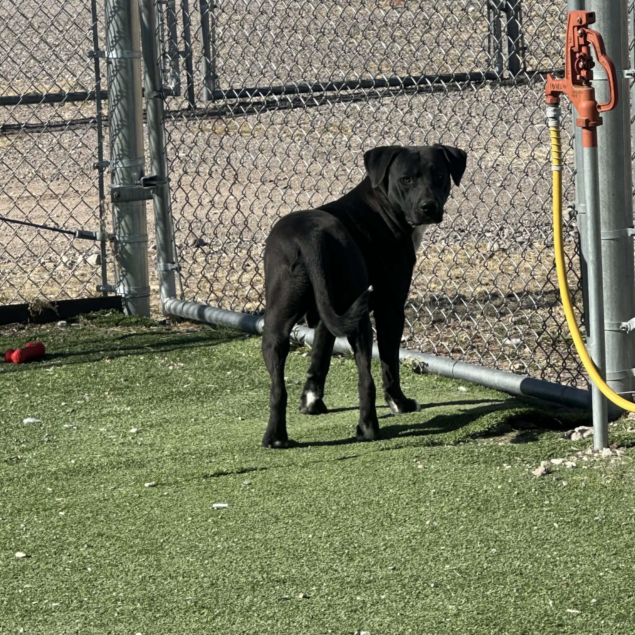 Flounder, a ADOPTABLE American Staffordshire Terrier in Truth or Consequences , NM image 3/6