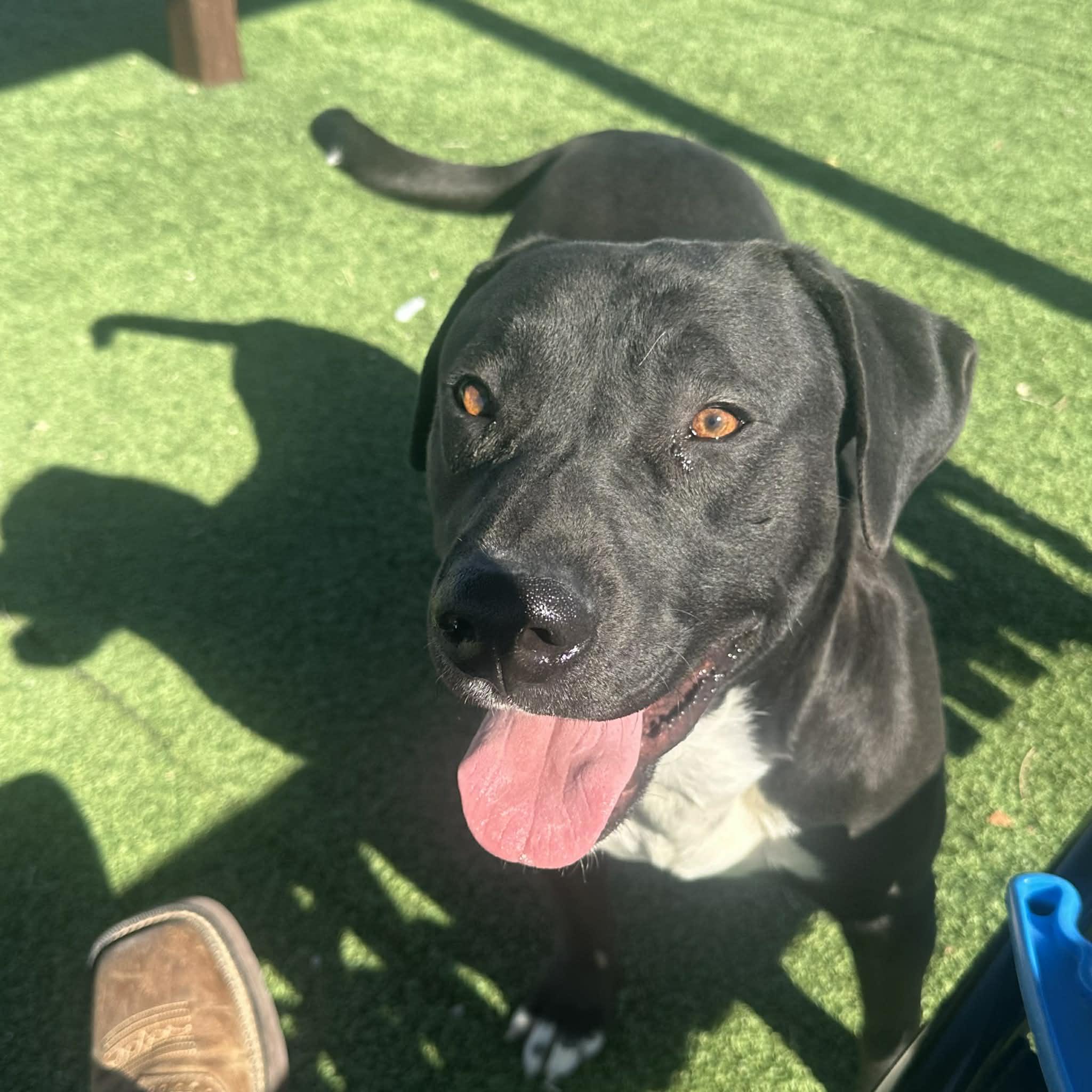 Flounder, a ADOPTABLE American Staffordshire Terrier in Truth or Consequences , NM image 4/6