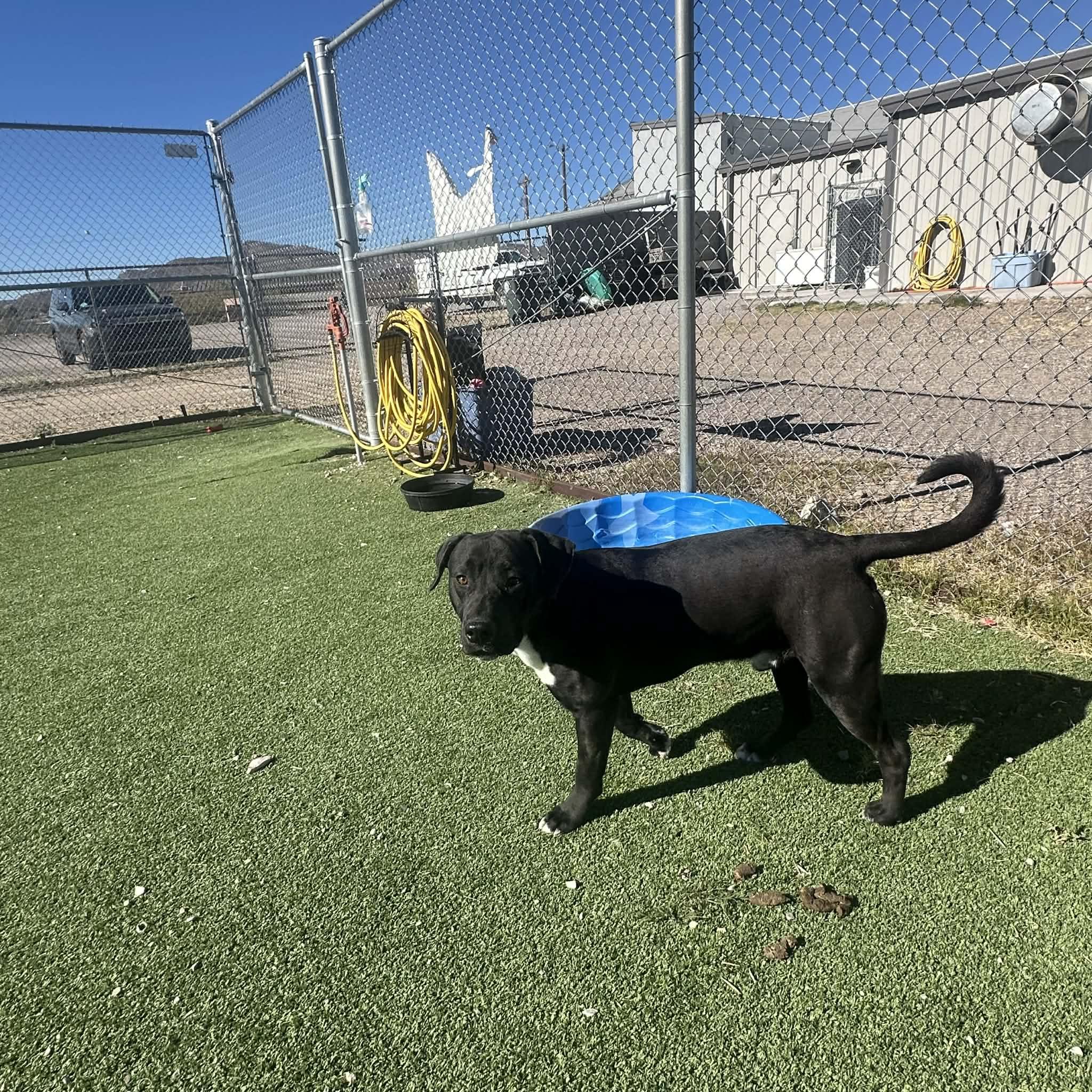 Flounder, a ADOPTABLE American Staffordshire Terrier in Truth or Consequences , NM image 5/6