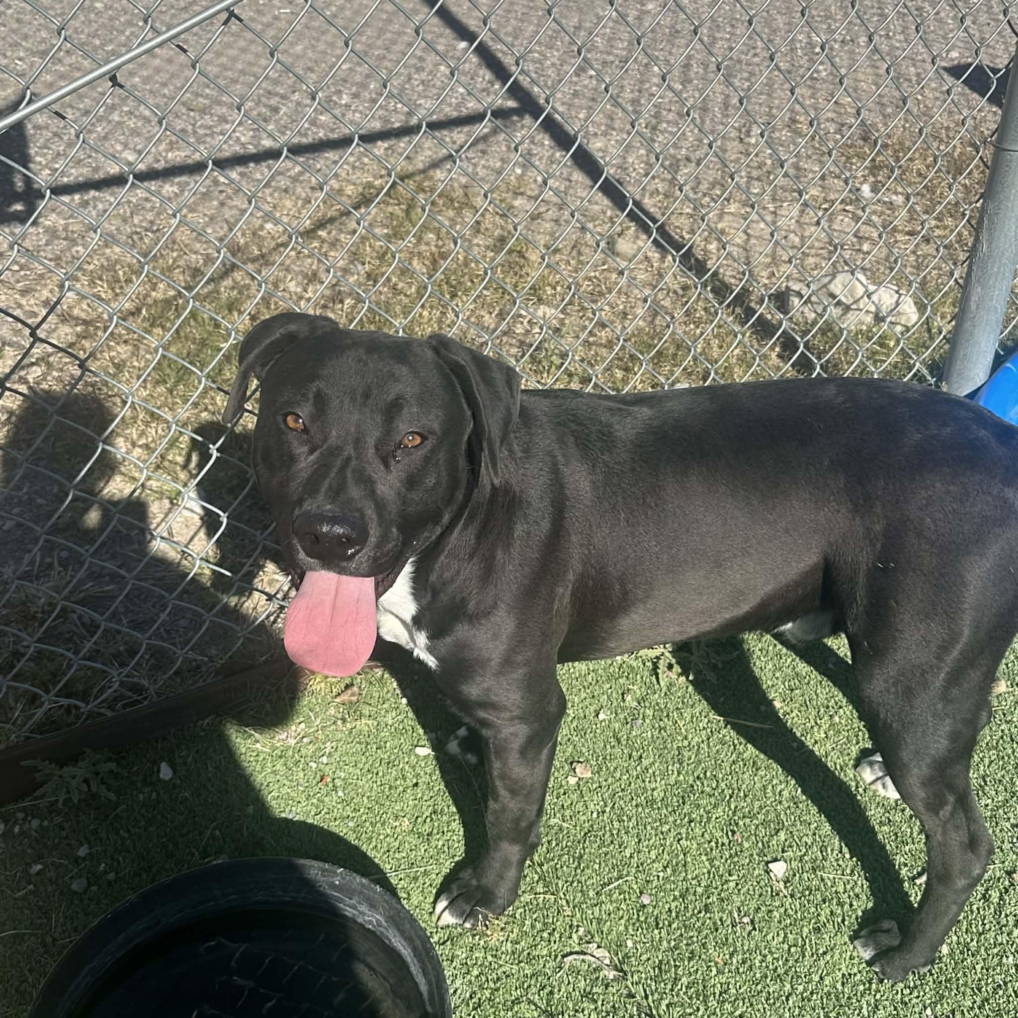 Flounder, a ADOPTABLE American Staffordshire Terrier in Truth or Consequences , NM image 6/6