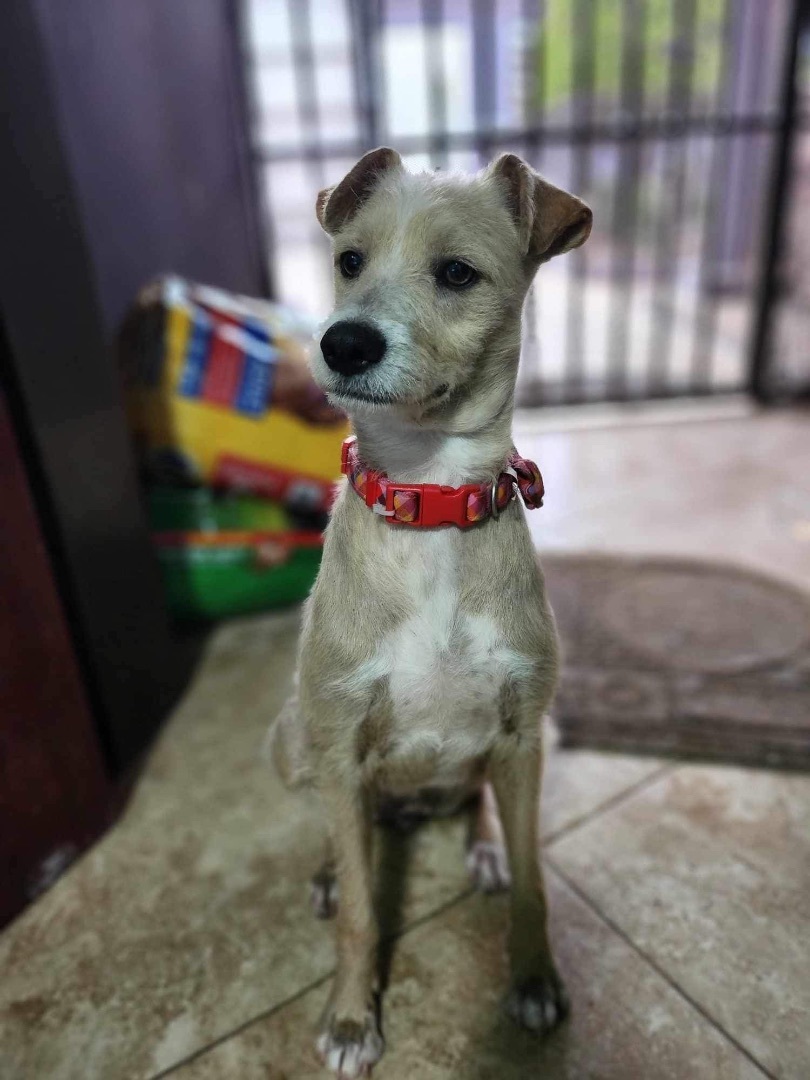 Cindy, Adopted, Young Female Border Terrier & Parson Russell Terrier.