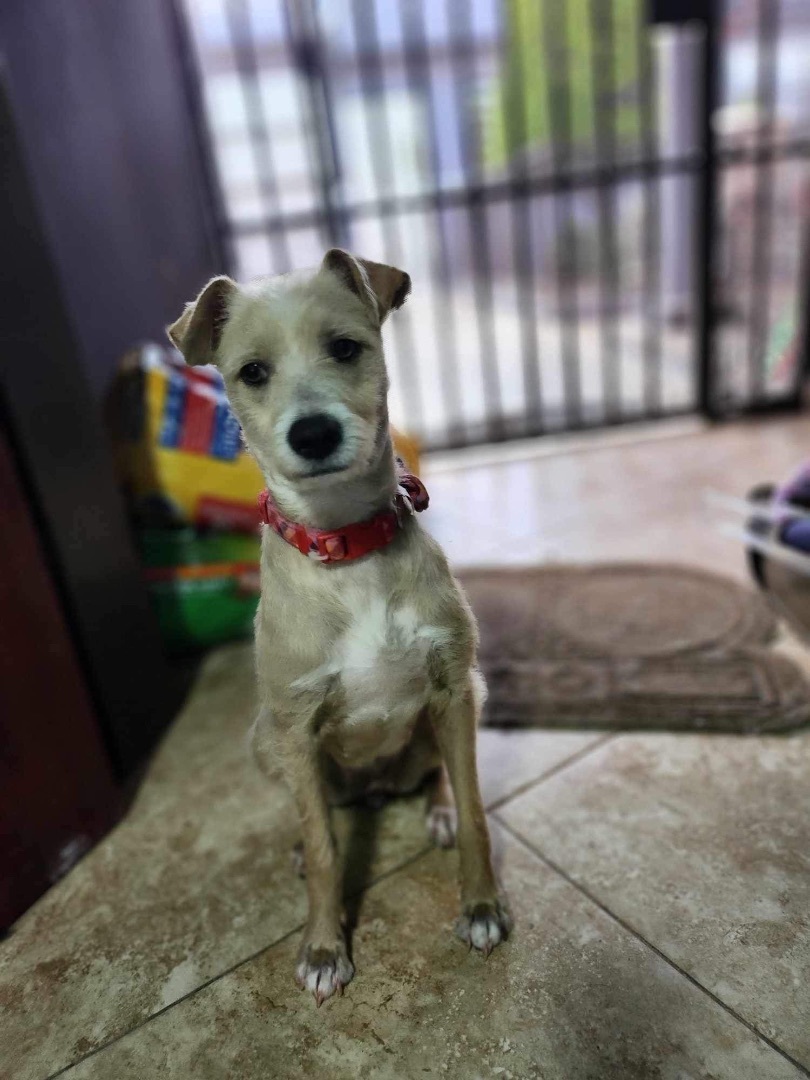 Enlarge Cindy, a Adopted mixed breed in Poway, CA image 2/5