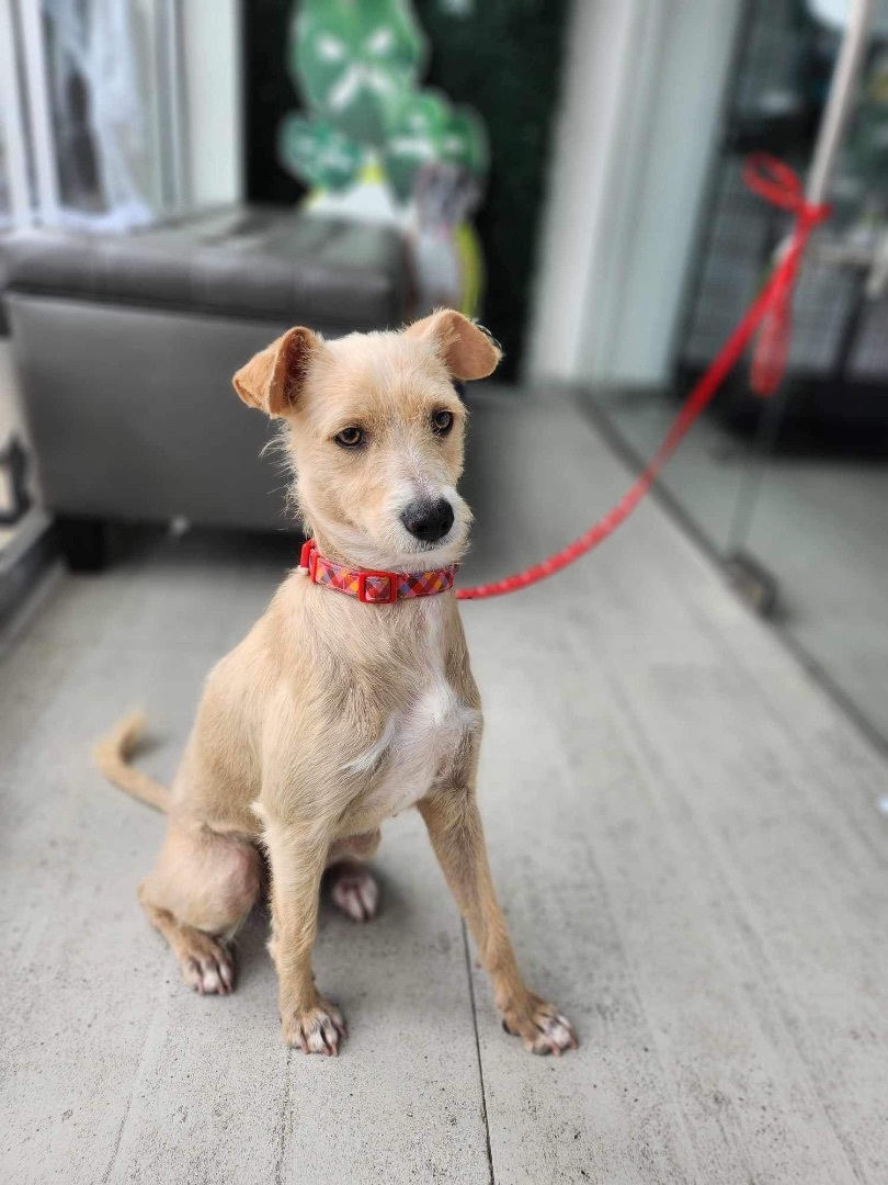 Enlarge Cindy, a Adopted mixed breed in Poway, CA image 3/5