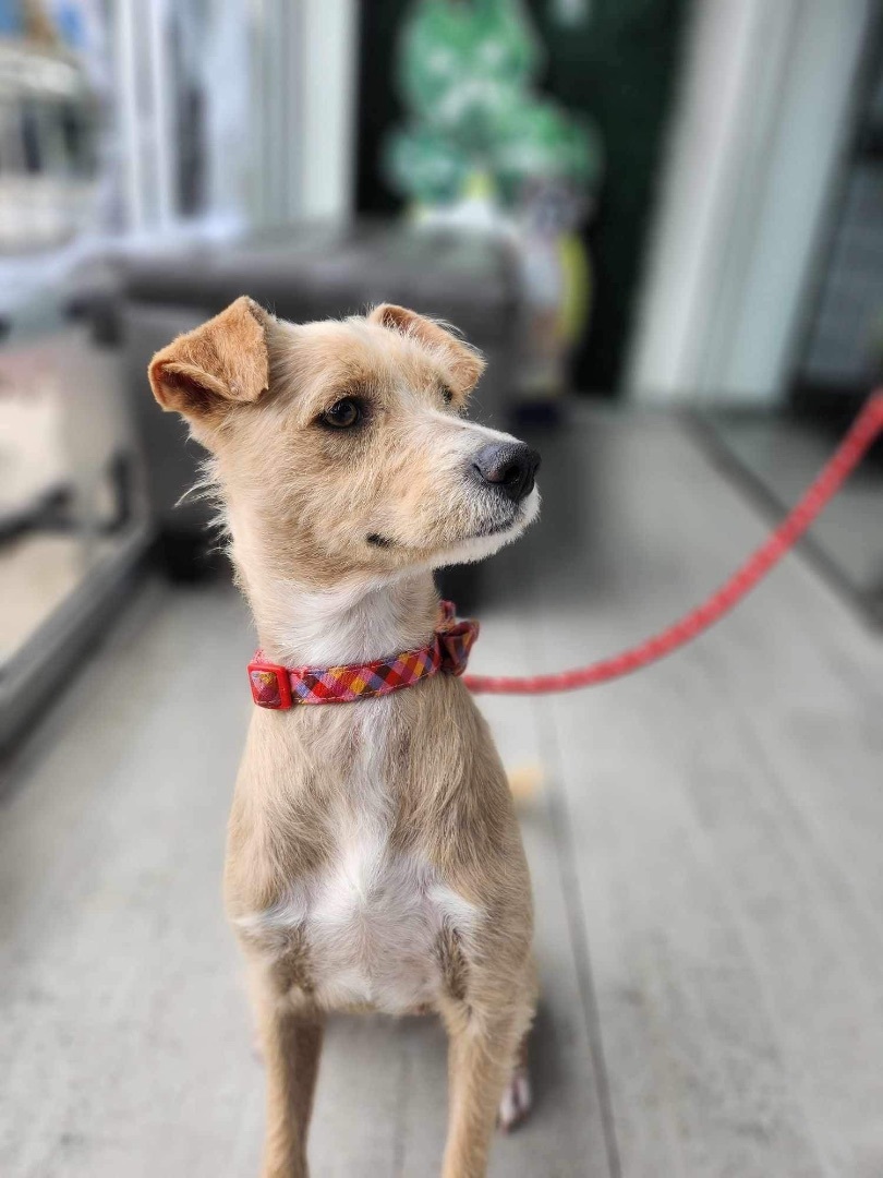 Enlarge Cindy, a Adopted mixed breed in Poway, CA image 4/5