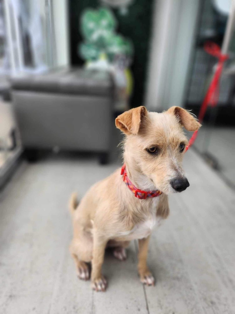 Enlarge Cindy, a Adopted mixed breed in Poway, CA image 5/5