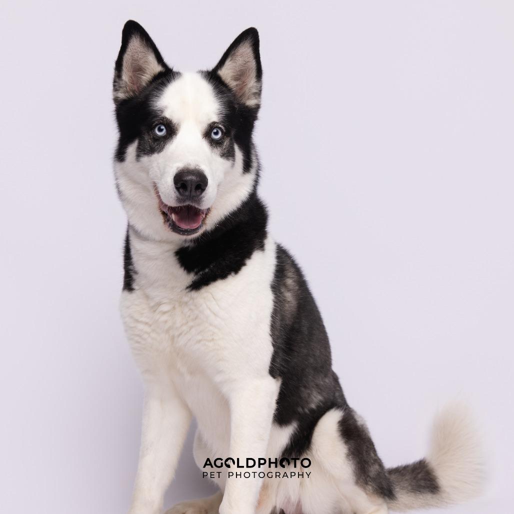 Enlarge Wolfey, a Adoptable mixed breed image 1/2