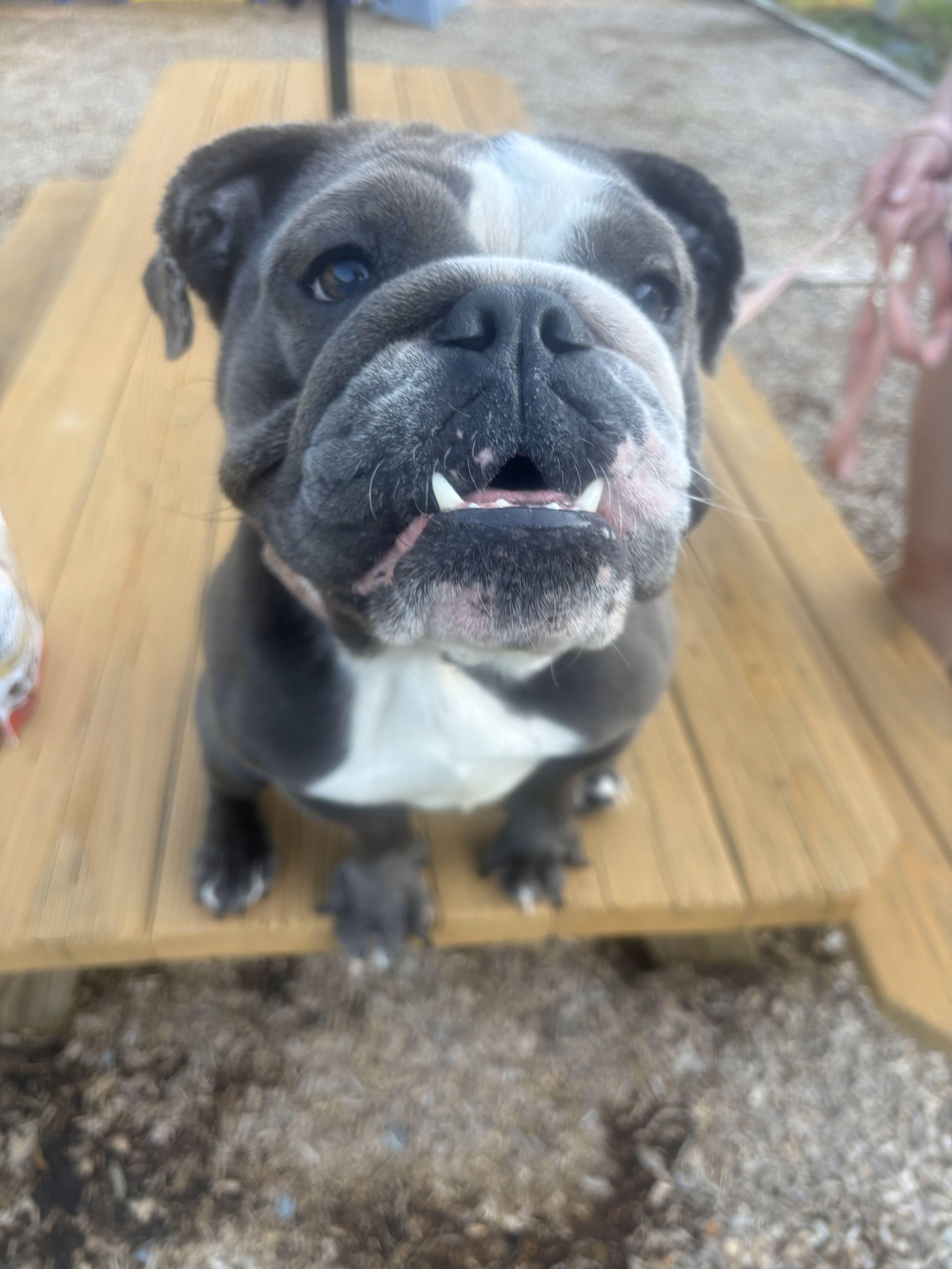 Cya, a Adopted English Bulldog in Belmar, NJ image 1/3