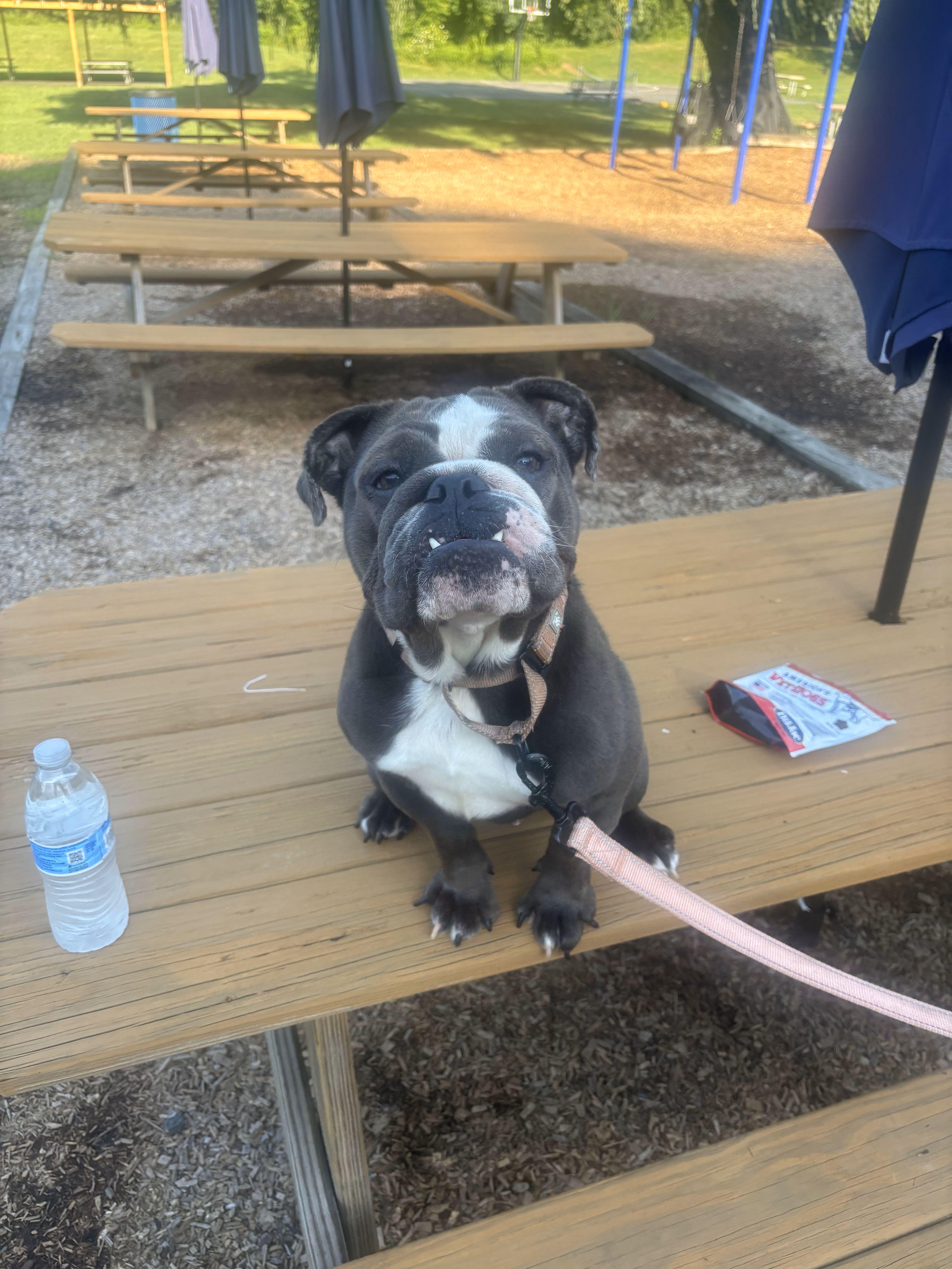 Cya, a Adopted English Bulldog in Belmar, NJ image 2/3