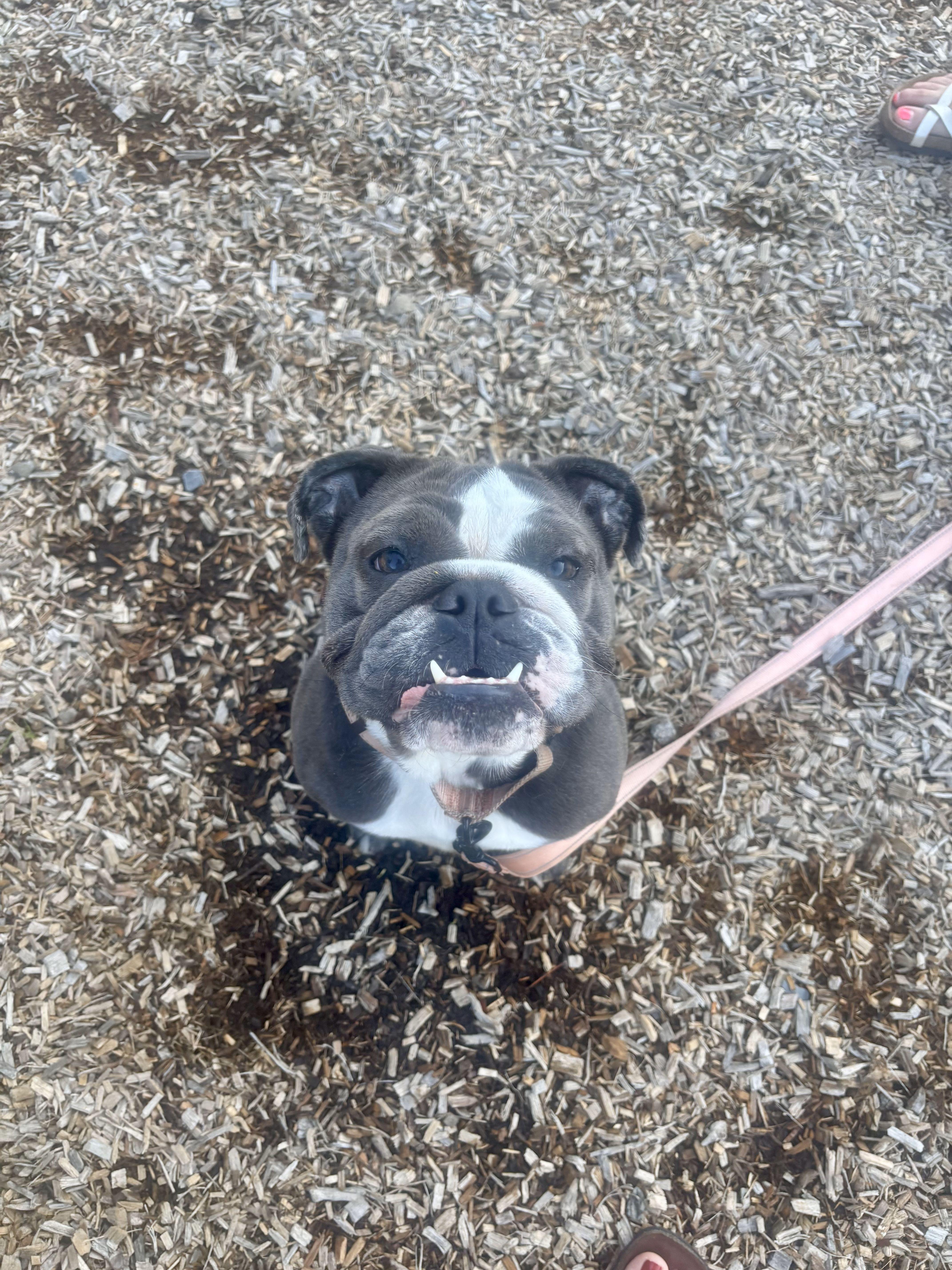 Cya, a Adopted English Bulldog in Belmar, NJ image 3/3