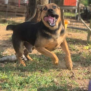 Enlarge DG, a Adoptable mixed breed in Dover, AR image 1/3