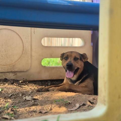 Enlarge DG, a Adoptable mixed breed in Dover, AR image 2/3