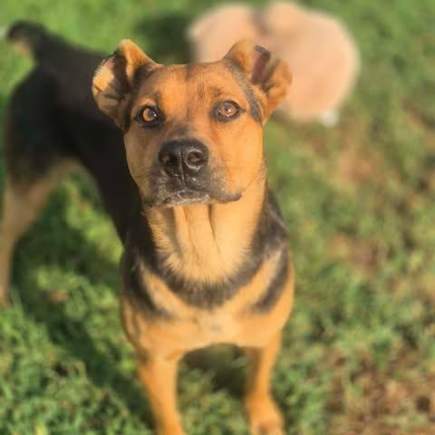 Enlarge DG, a Adoptable mixed breed in Dover, AR image 3/3