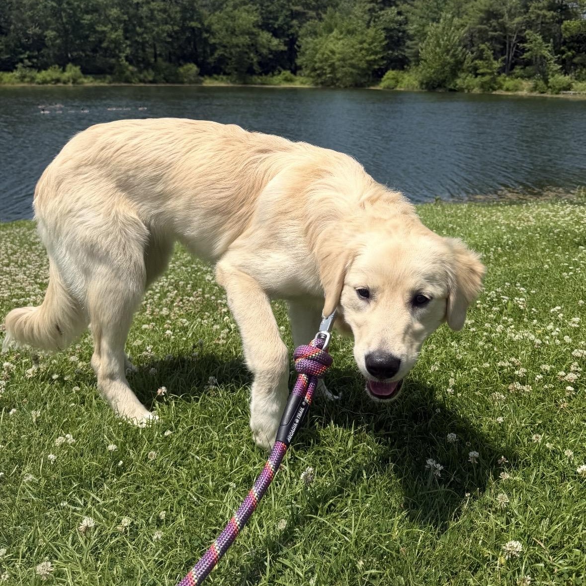 Freya, adopted, Puppy Female Golden Retriever.