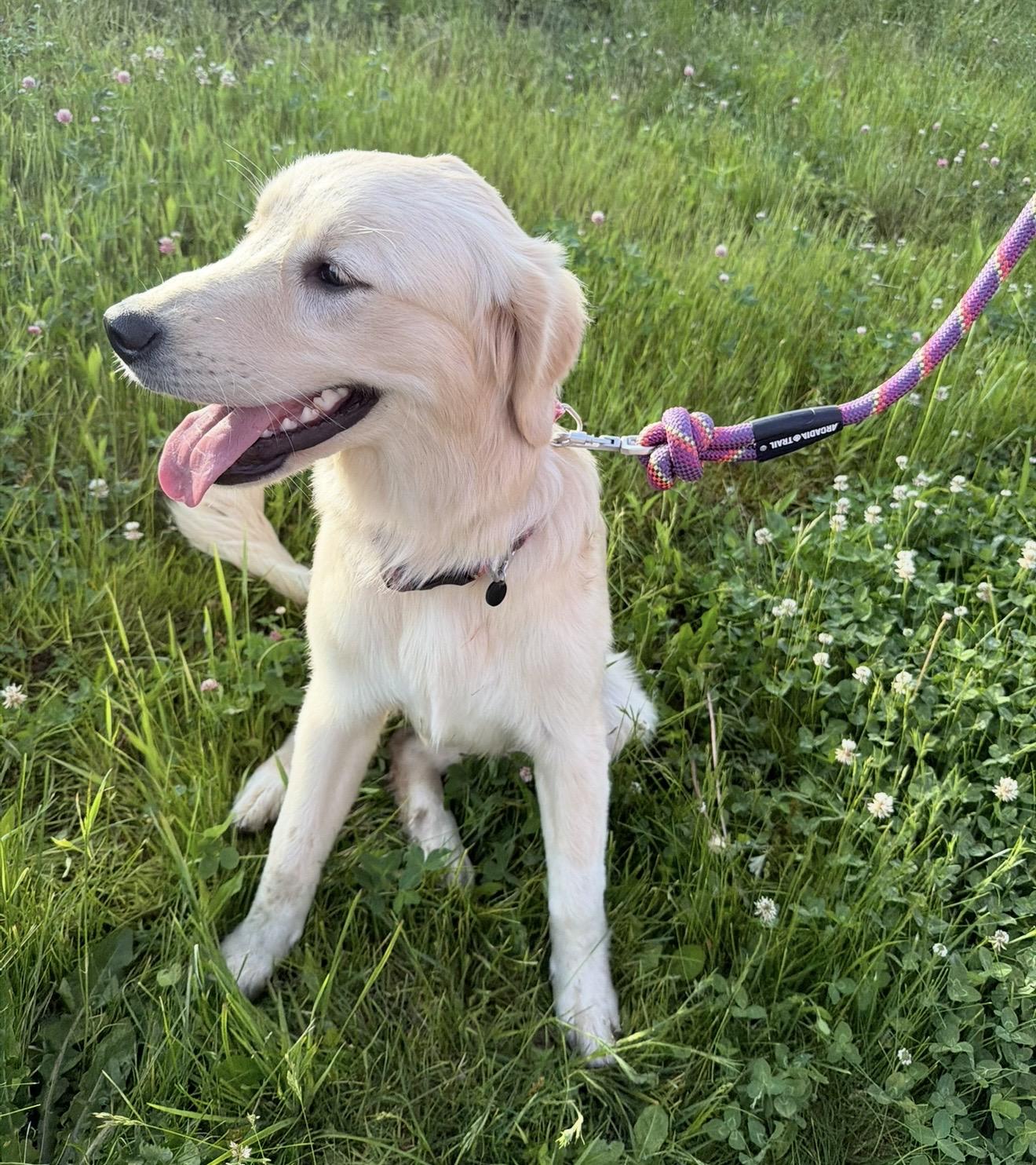 Freya, an adopted mixed breed in Pelham, NH image 6/6
