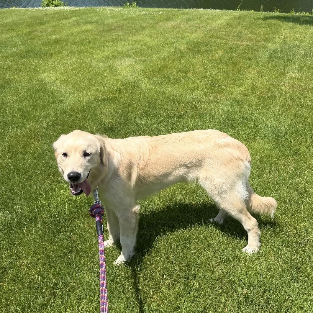 Freya, an adopted mixed breed in Pelham, NH image 3/6