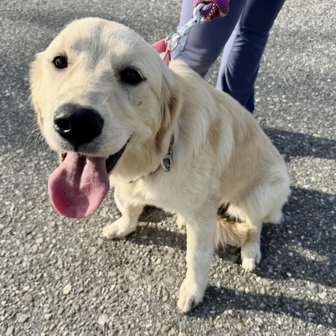 Freya, an adopted mixed breed in Pelham, NH image 2/6