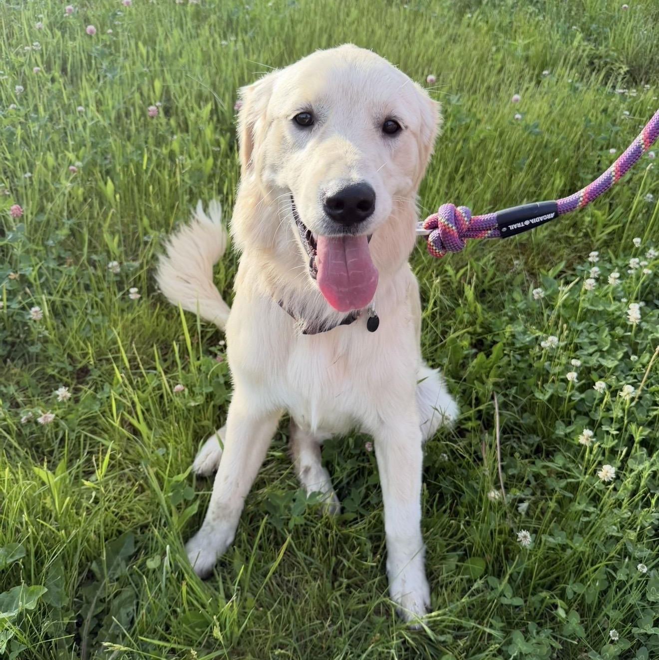 Freya, an adopted mixed breed in Pelham, NH image 4/6