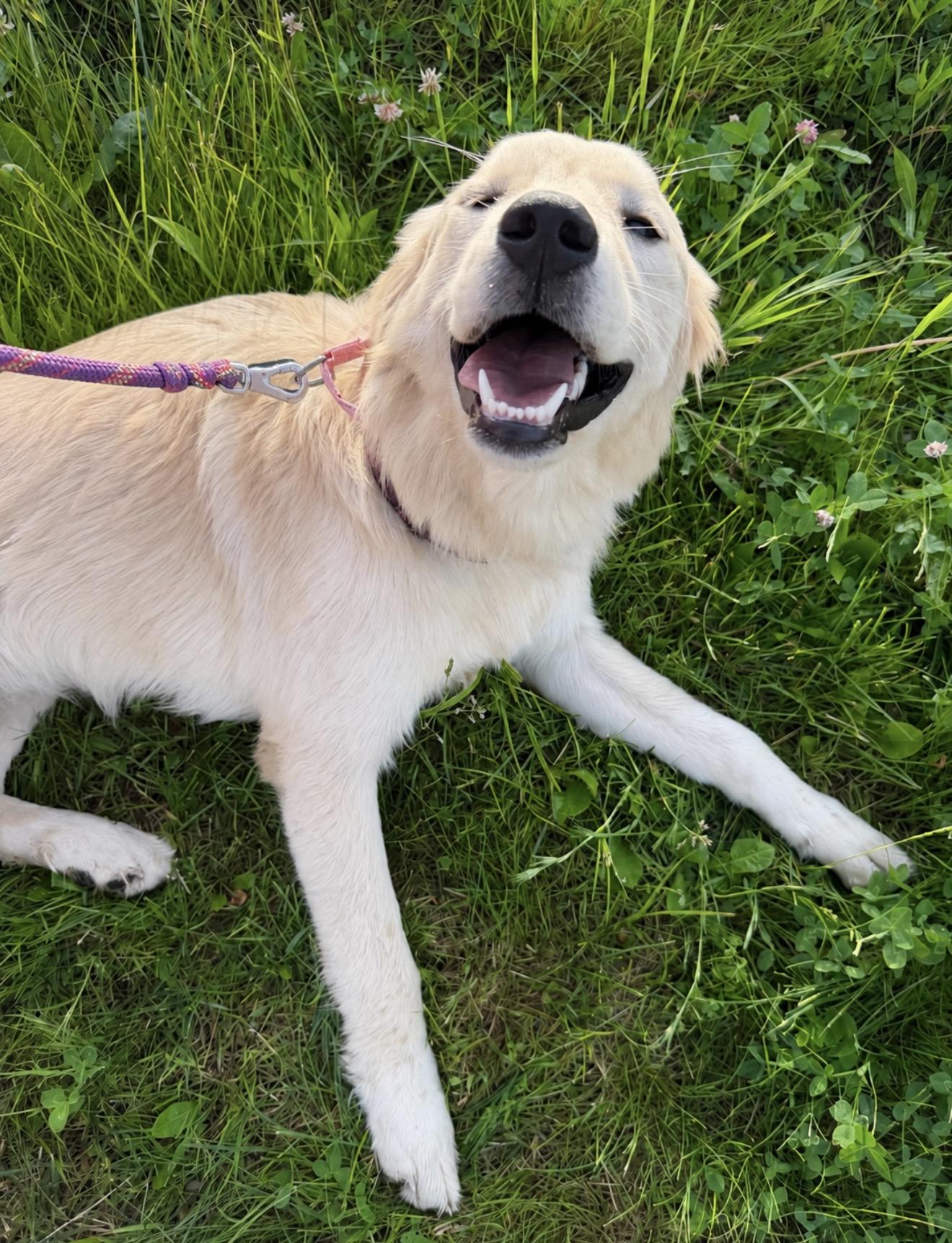 Freya, an adopted mixed breed in Pelham, NH image 5/6