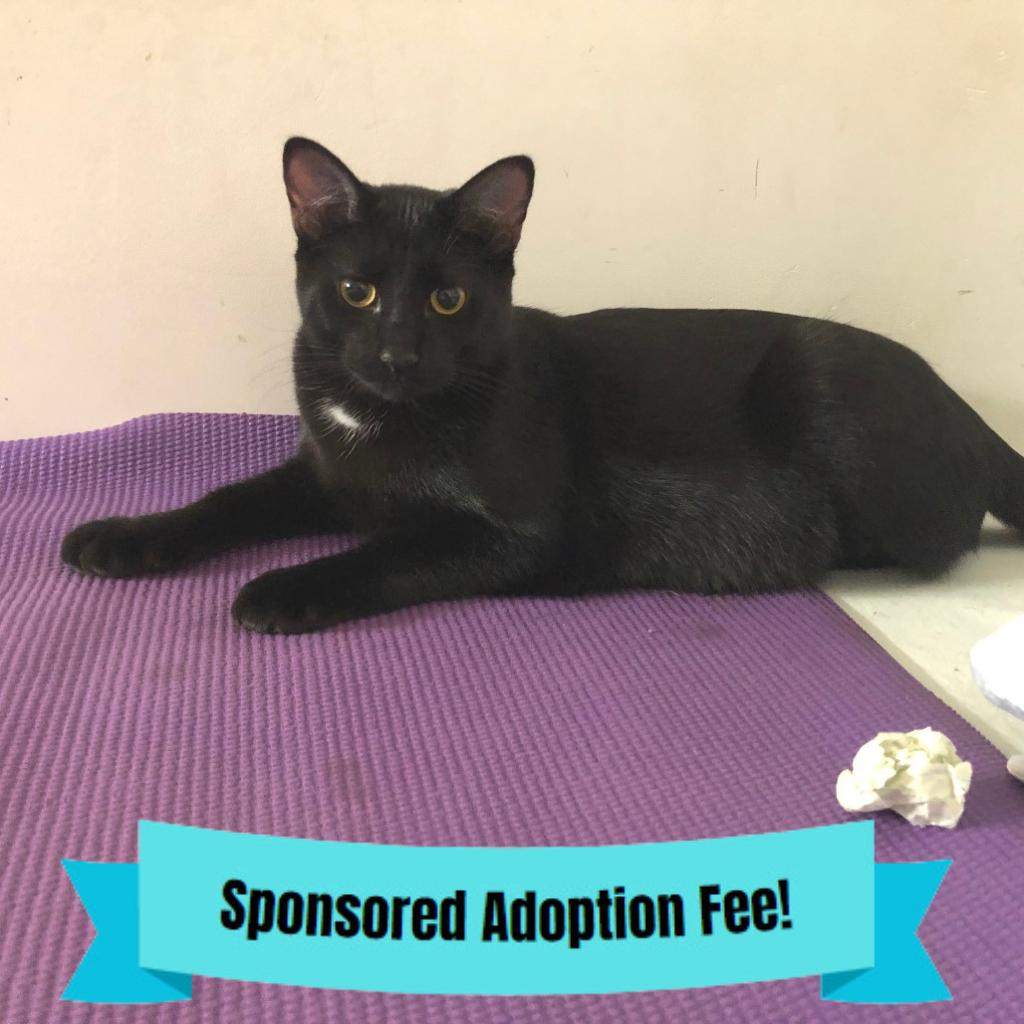 Spot, Adoptable, Young Female Domestic Short Hair.