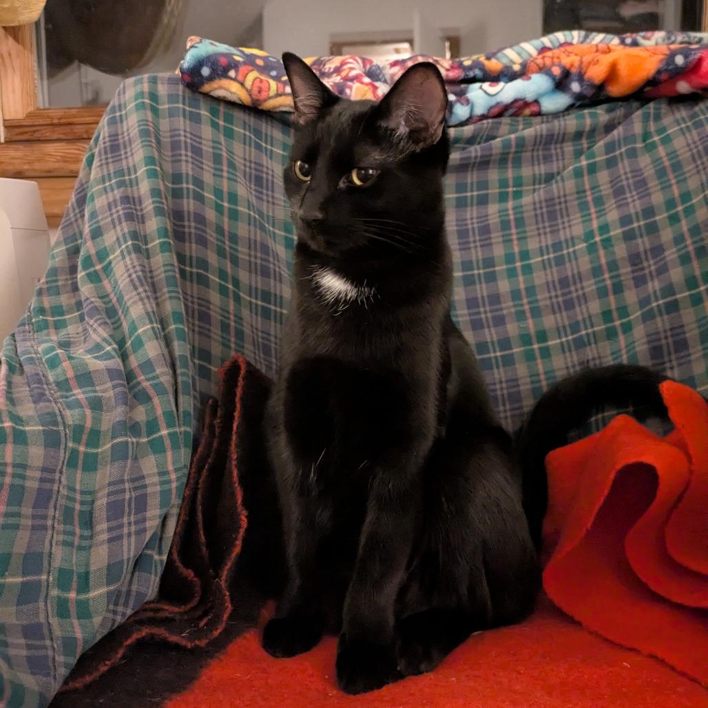 Enlarge Spot, a Adoptable Domestic Short Hair in Novelty, OH image 2/3