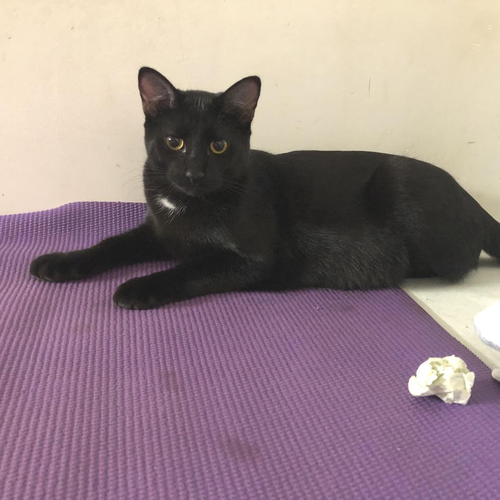 Enlarge Spot, a Adoptable Domestic Short Hair in Novelty, OH image 3/3