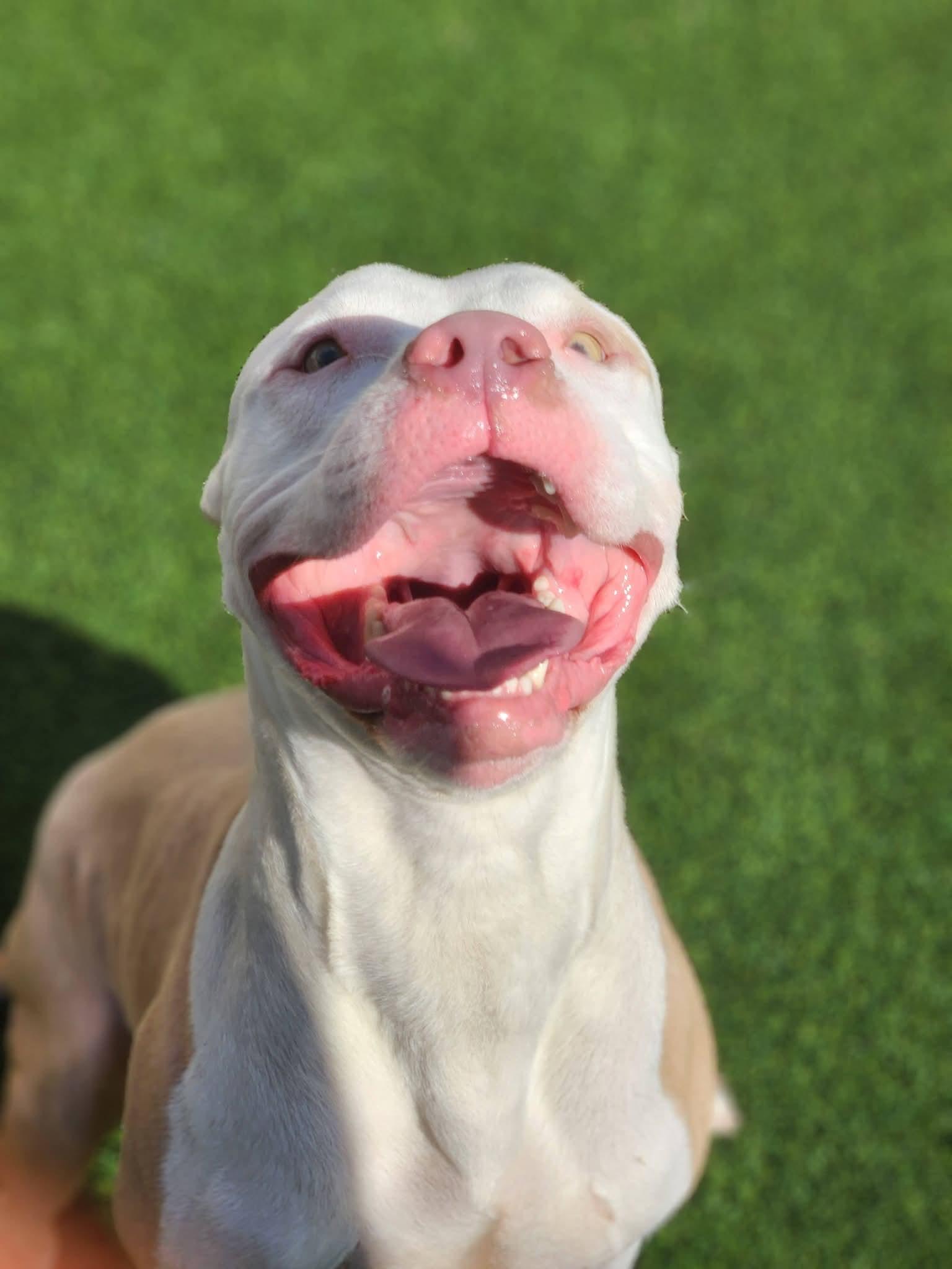 Sokka, an adoptable Pit Bull Terrier in Allen, TX image 2/3