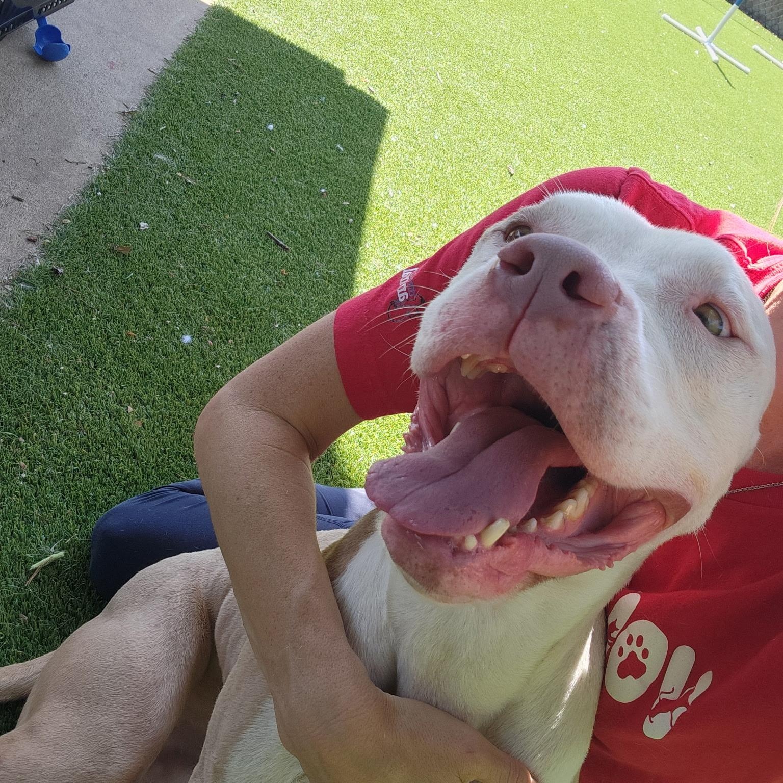Sokka, an adoptable Pit Bull Terrier in Allen, TX image 5/5