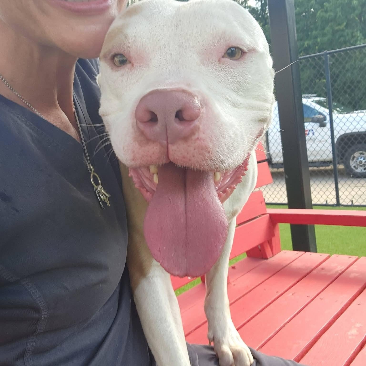 Sokka, adoptable, Adult Male Pit Bull Terrier.