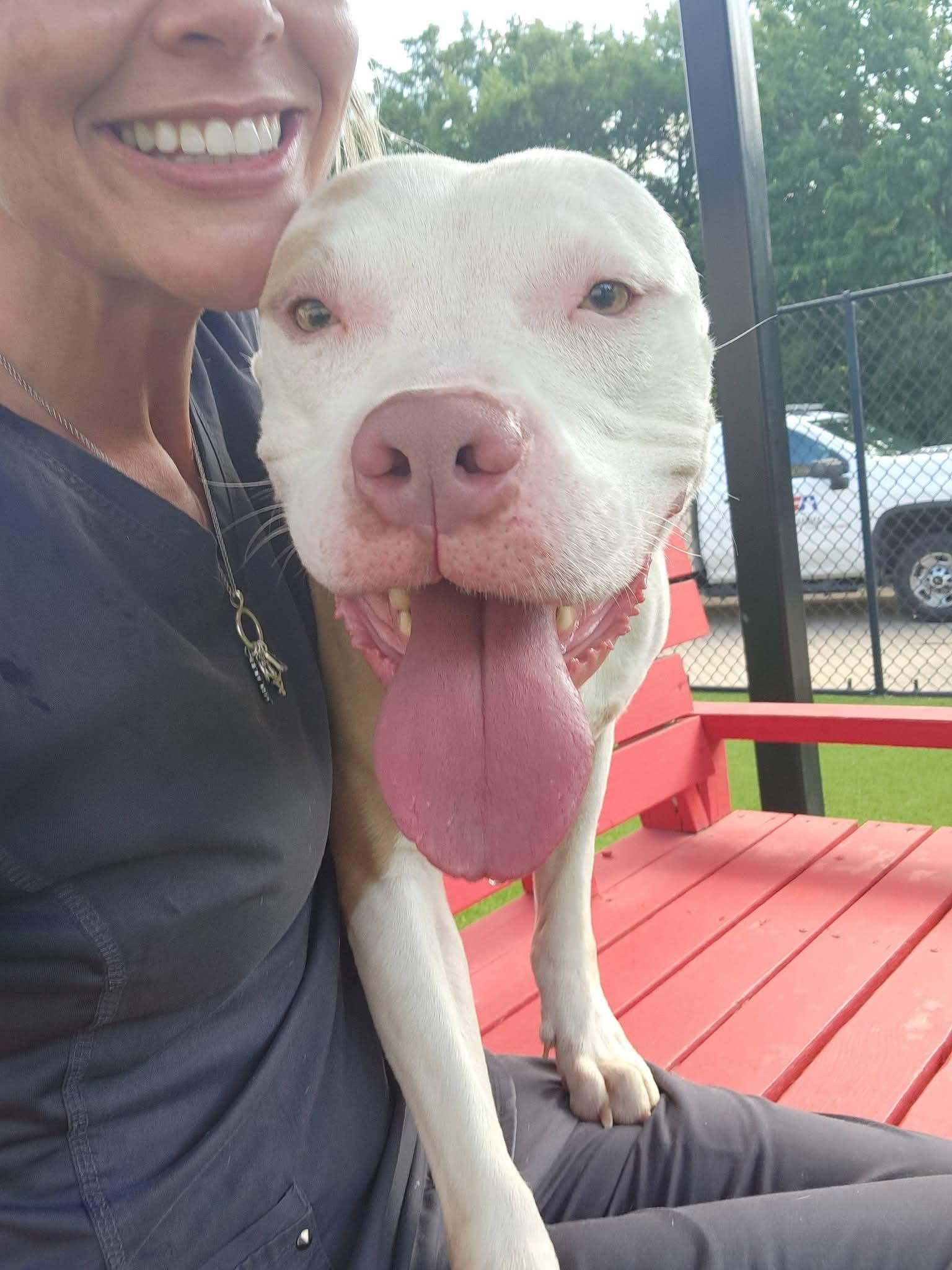 Sokka, an adoptable Pit Bull Terrier in Allen, TX image 3/3