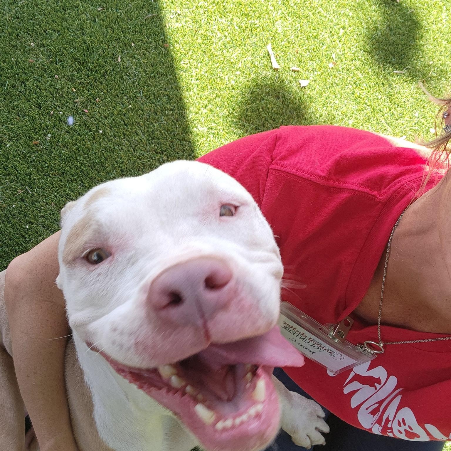 Sokka, an adoptable Pit Bull Terrier in Allen, TX image 3/5