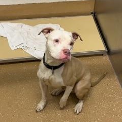Sokka, adoptable, Adult Male Pit Bull Terrier.