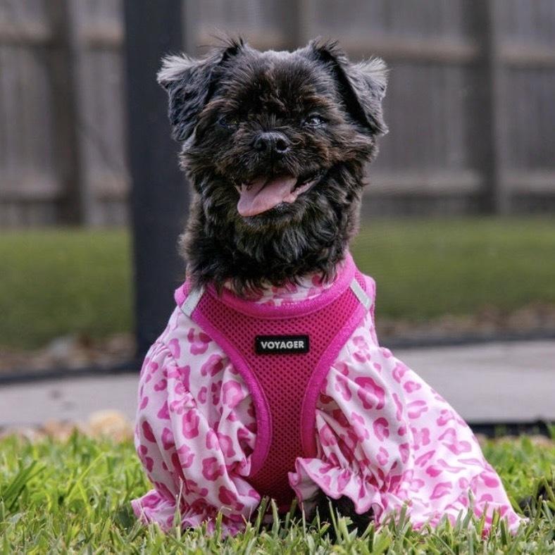 Enlarge Lexie, a Adoptable Shih Tzu in Orlando, FL image 1/6