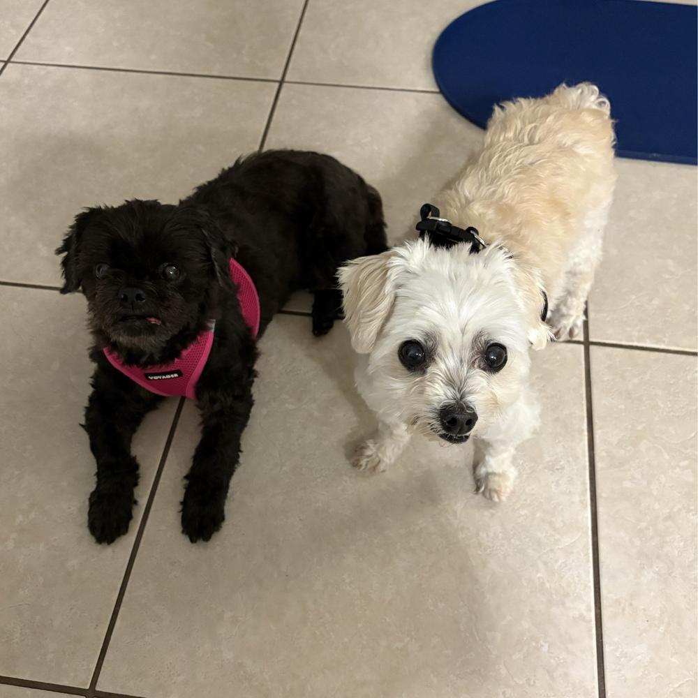Enlarge Lexie, a Adoptable Shih Tzu in Orlando, FL image 2/6