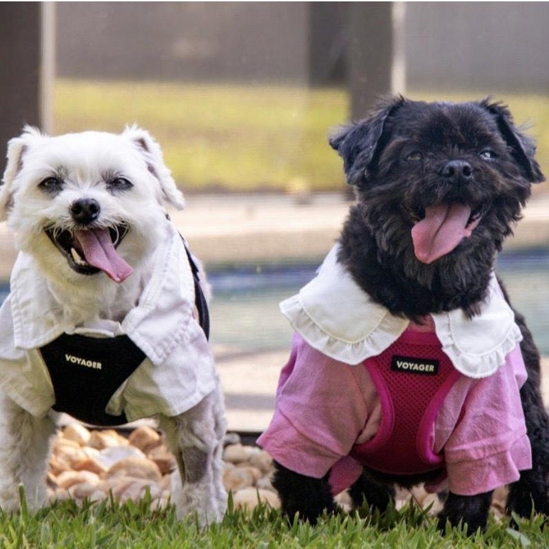 Enlarge Lexie, a Adoptable Shih Tzu in Orlando, FL image 3/6