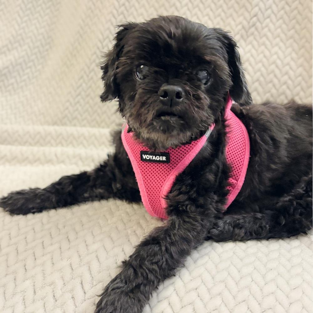 Enlarge Lexie, a Adoptable Shih Tzu in Orlando, FL image 4/6