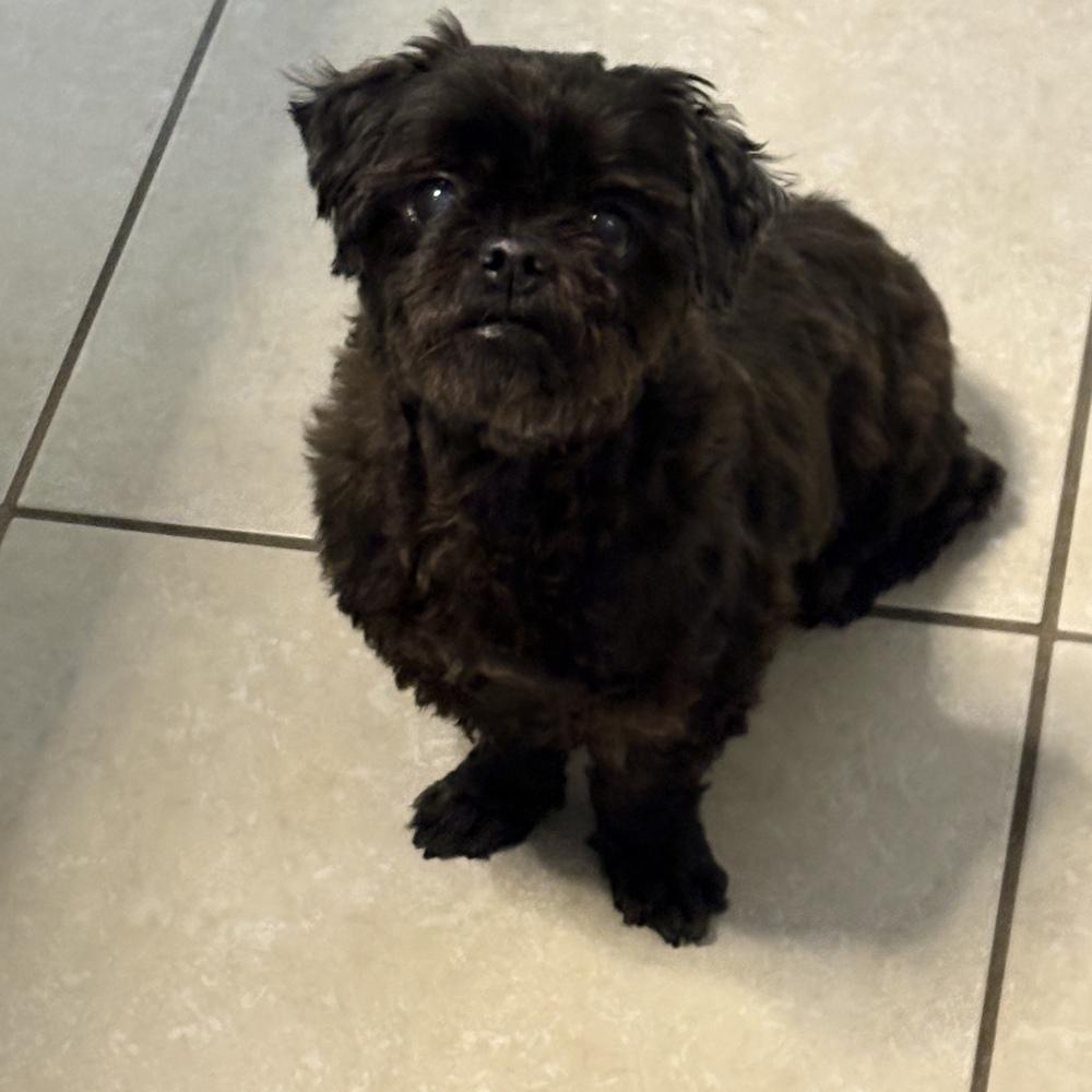 Enlarge Lexie, a Adoptable Shih Tzu in Orlando, FL image 5/6