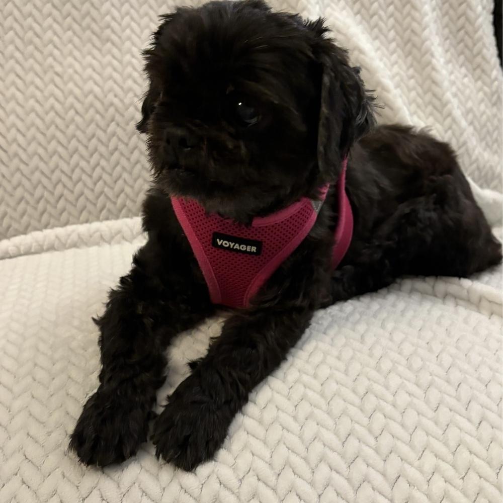 Enlarge Lexie, a Adoptable Shih Tzu in Orlando, FL image 6/6