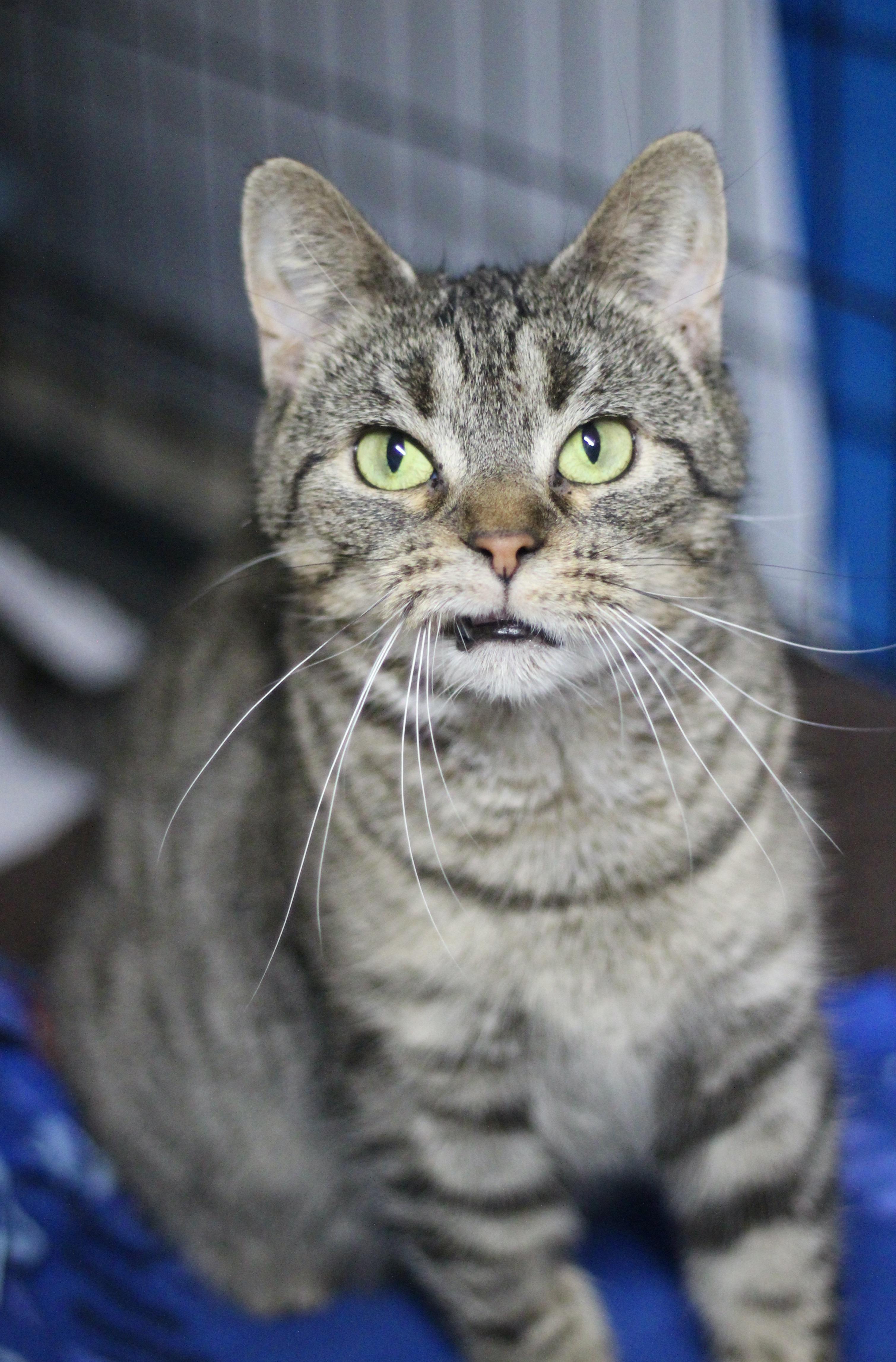 Enlarge Lill, a Adoptable Domestic Short Hair in Avon, OH image 3/5