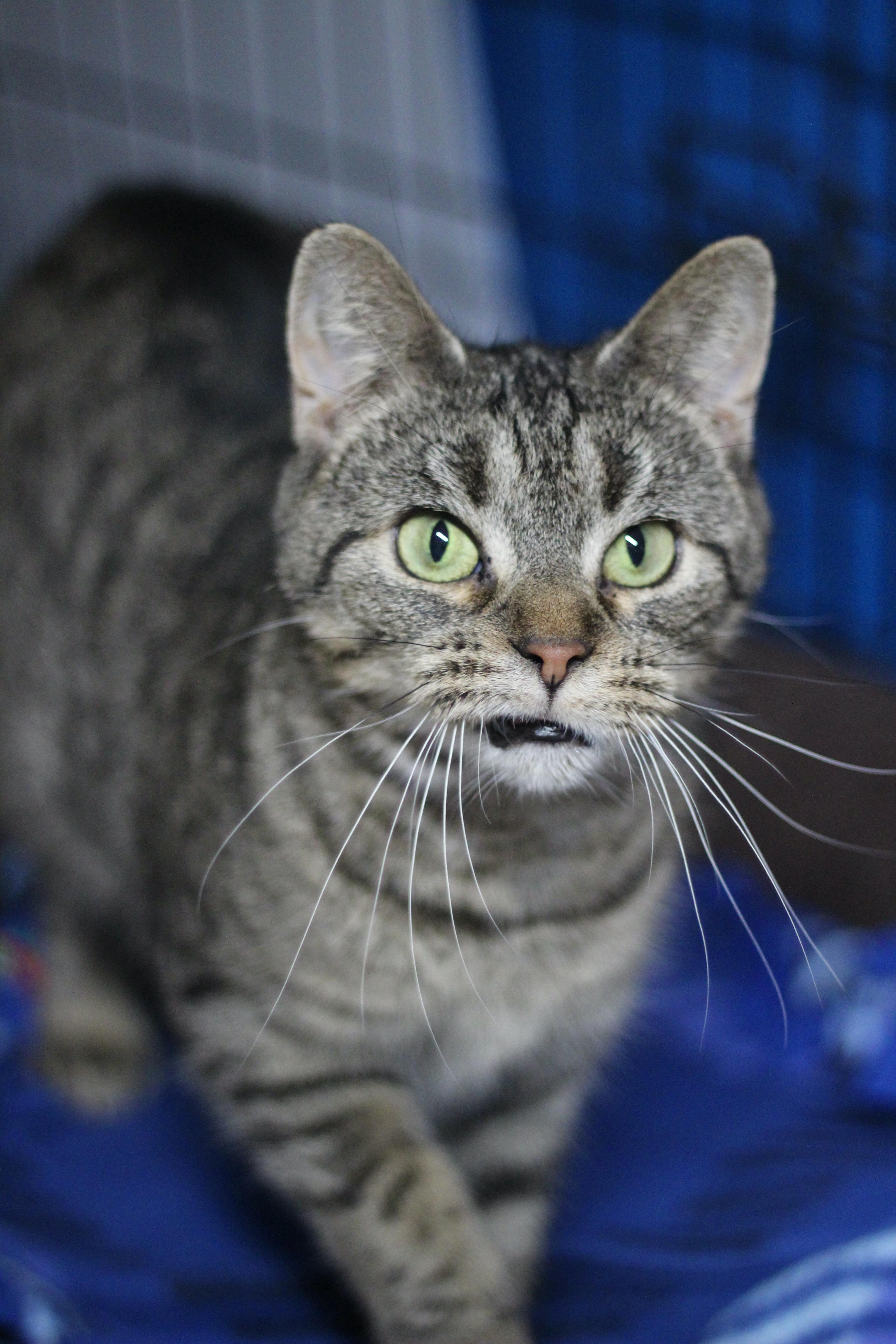 Enlarge Lill, a Adoptable Domestic Short Hair in Avon, OH image 2/5