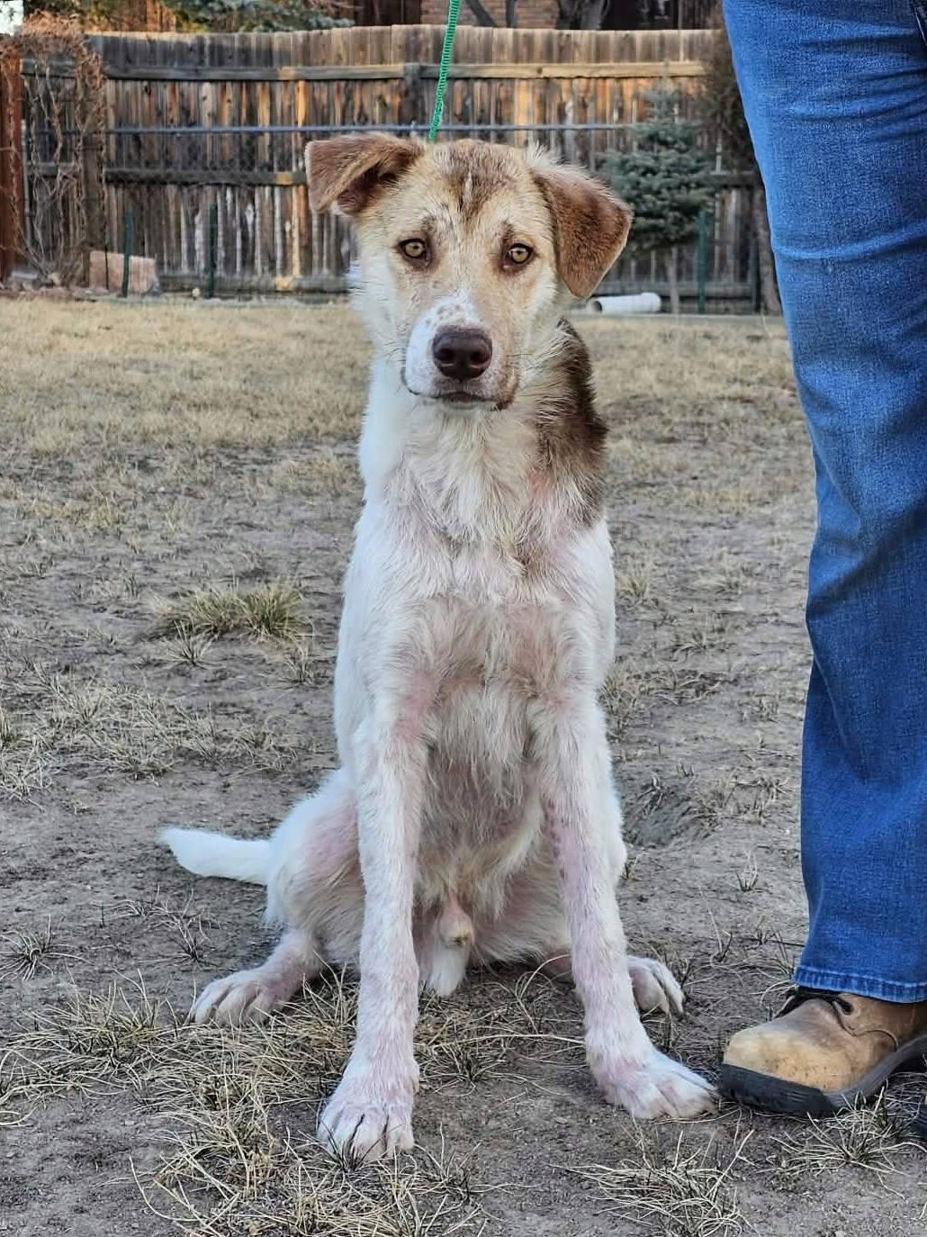 Enlarge Walter, a ADOPTABLE mixed breed in Great Falls, MT image 2/3