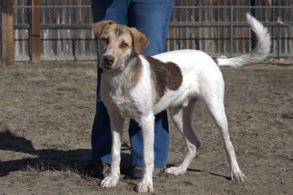 Walter, ADOPTABLE, Young Male Hound & Australian Shepherd.