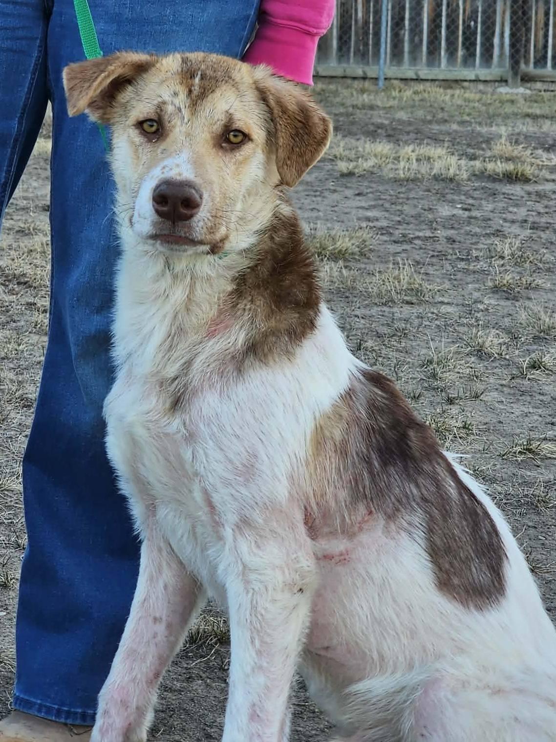 Enlarge Walter, a ADOPTABLE mixed breed in Great Falls, MT image 3/3