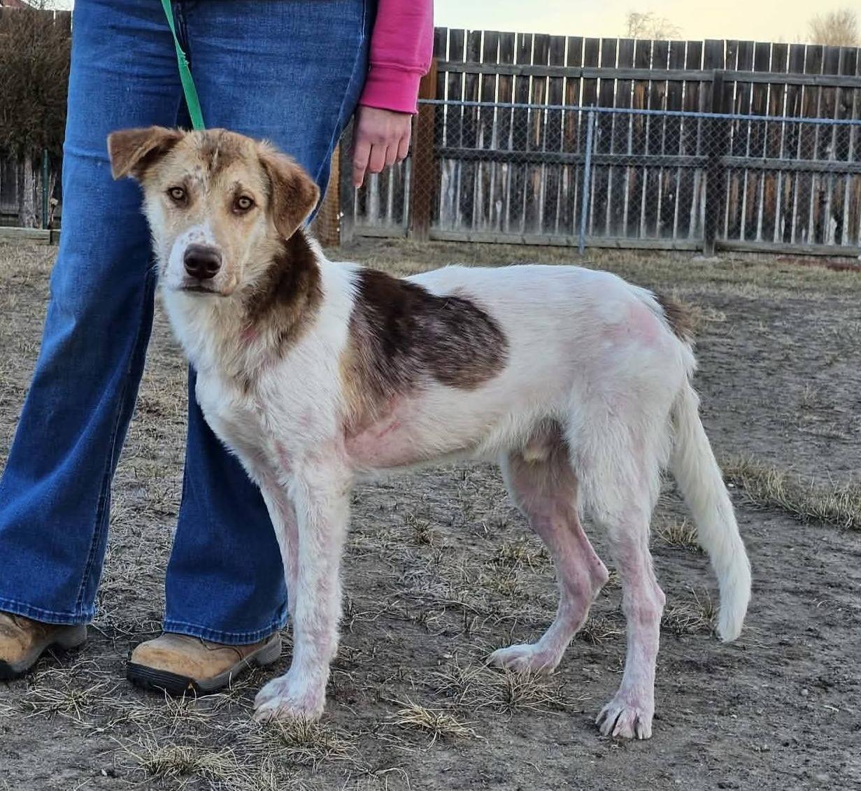 Enlarge Walter, a ADOPTABLE mixed breed in Great Falls, MT image 1/3