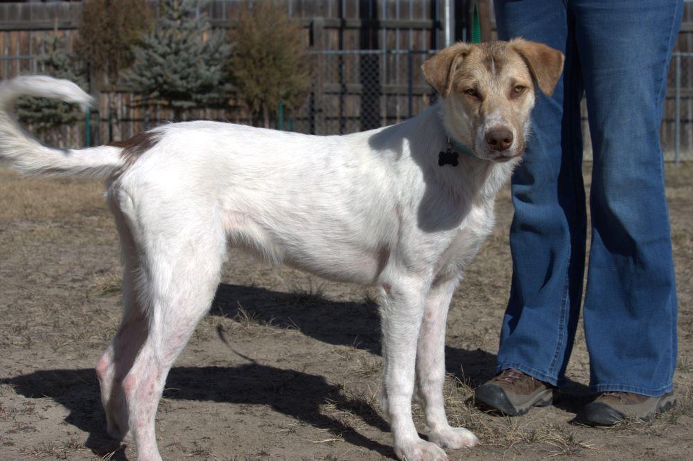 Enlarge Walter, an adopted mixed breed in Great Falls, MT image 2/3