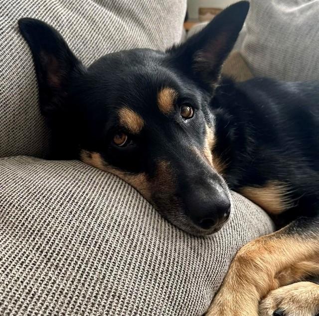 IKE, Adoptable, Adult Male Australian Kelpie & German Shepherd Dog.