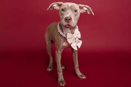 Mr. Bean, Adoptable, Adult Male American Staffordshire Terrier & Mixed Breed.