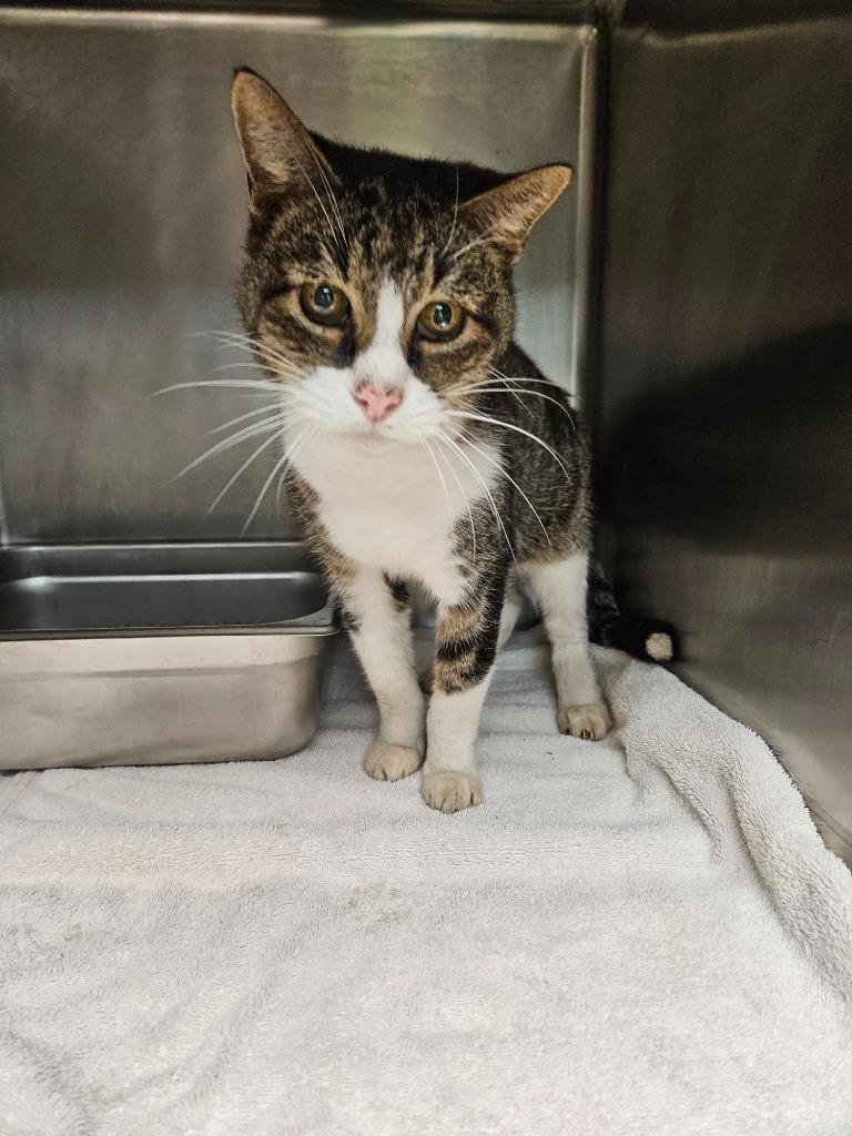 Fort, Adoptable, Adult Male Domestic Short Hair.