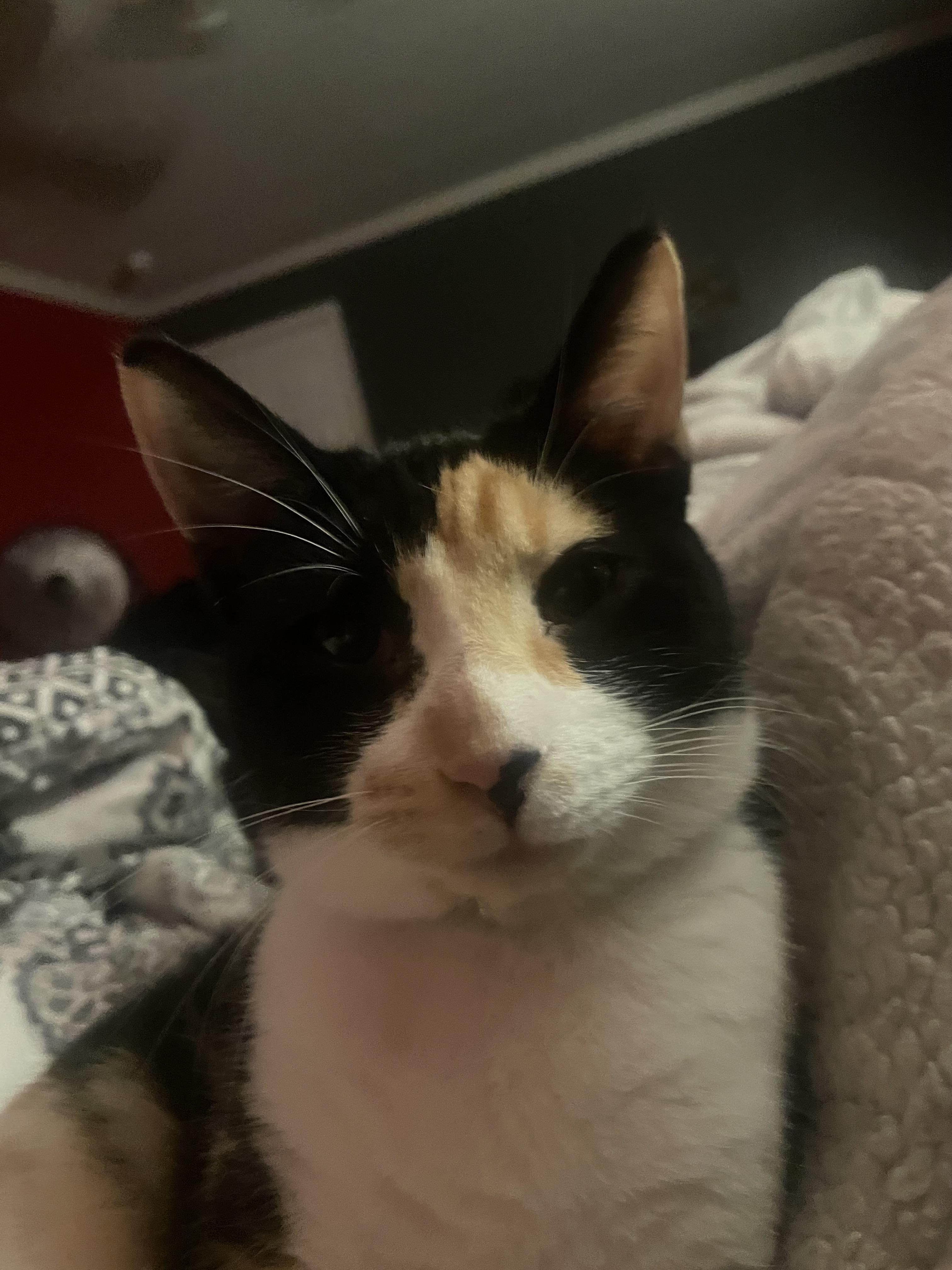 Patches, a Adoptable Domestic Short Hair in Broken Arrow, OK image 1/2